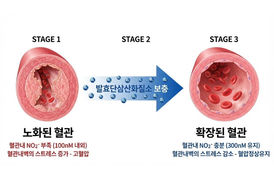 단삼산화질소(단삼 발효 산화질소)의 혈관 확장 개념 이미지